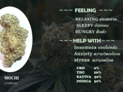 Mochi cannabis flower from Pureleaf Savers, Pattaya, Thailand. THC 26%, 50/50 Sativa/Indica hybrid.