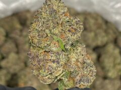 Pureleaf Savers, Pattaya: Close-up of indoor-grown cannabis flower (strain unspecified). Weed in Thailand.