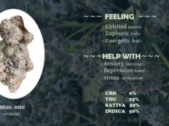 Pureleaf Savers: MAC One cannabis flower detail in Pattaya, Thailand. Strain information: THC 25%, sativa/indica 50/50.
