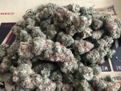 Pureleaf Savers cannabis flower: Indoor-grown weed, Mochi strain. Pattaya, Thailand dispensary.