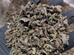 Hand holding indoor-grown cannabis flower at Pureleaf Savers, Pattaya, Thailand.