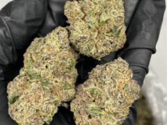 Pureleaf Savers, Pattaya: Cannabis flower (strain unidentified) held in gloved hand. High-quality, indoor-grown weed in Thailand.