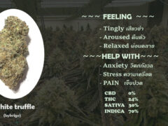 Pureleaf Savers, Pattaya: Close-up of 