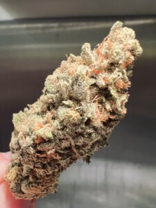 Close-up of a trichome-covered cannabis flower bud, held by a hand.