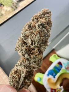 Close-up of a cannabis bud held in someone's fingers.