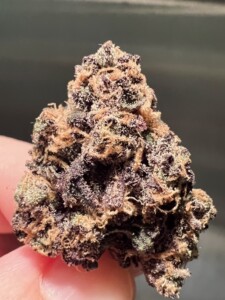 Close-up of a purple cannabis flower bud.