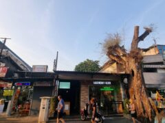 Harmony Herb cannabis shop in Pattaya, Thailand, on Walking Street, with tattoo shop and tree.