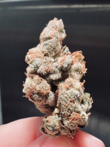 Close-up of a hand holding a trichome-covered cannabis bud.