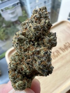 Close-up of a marijuana bud.