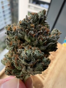 Close-up of a cannabis flower bud.