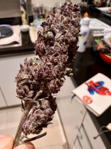 Purple cannabis bud held in hand.