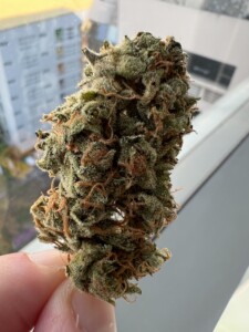 Close-up of a hand holding a cannabis bud.