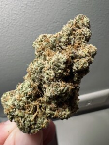 Close-up of a green and brown cannabis flower bud.
