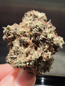 Hand holding a bud of cannabis.