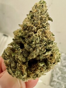 Large, dense cannabis flower (bud).