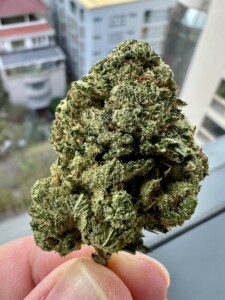 Hand holding a large green cannabis bud.