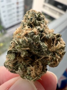 Close-up of a green and tan cannabis flower bud held in a person's fingers.