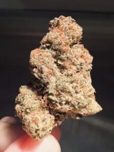Close-up of a cannabis flower bud held by a person's fingers.