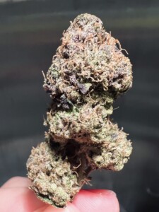 Close-up of a purple and green cannabis flower bud.