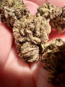 Close-up of marijuana buds on a hand.
