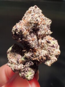 Close-up of a hand holding a purple and orange marijuana bud.