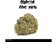 Caribbean Cream cannabis flower, Hybrid, 26% THC, at HIGH5 Cannabis Dispensary in Din Daeng, Bangkok, Thailand.
