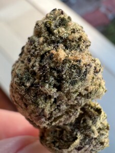 Close-up of a cannabis bud.