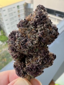 Hand holding a large purple cannabis bud.