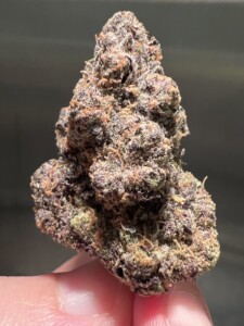Close-up of a hand holding a purple and brown cannabis bud.