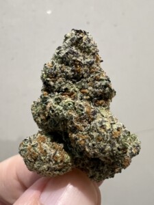 Hand holding a large, textured cannabis bud.