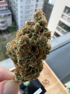 Hand holding a cannabis flower bud.