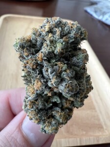 Hand holding a bud of green and orange cannabis.