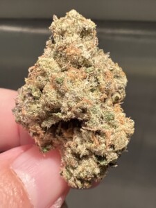 Close-up of a hand holding a cannabis bud.