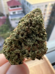Hand holding a green cannabis bud.