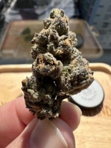 Hand holding a large cannabis flower bud.