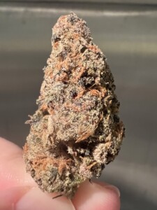 Close-up of a colorful cannabis bud held by a finger.