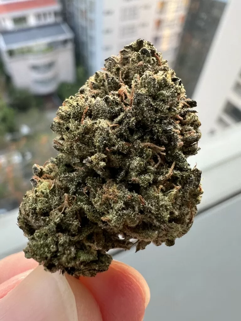 A hand holds a green cannabis flower bud.