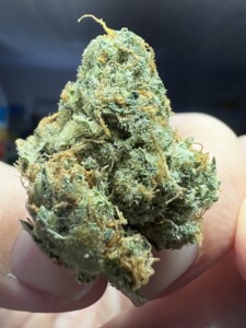 Close-up of a hand holding a green marijuana bud.