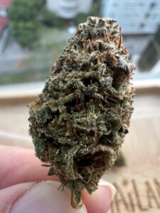 Hand holding a marijuana bud.