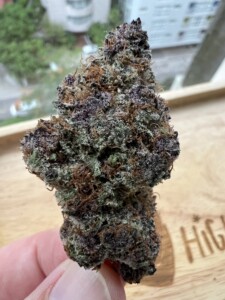 Hand holding a purple and green cannabis bud.