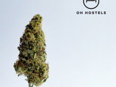 Cannabis flower held with tweezers, next to OH HOSTELS logo.