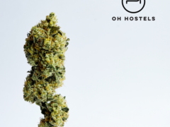 Cannabis flower bud held with tweezers, likely from OH Dispensary in Khao San, Bangkok, Thailand.