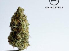 Cannabis flower bud being held with tweezers, OH Hostels in Bangkok, Thailand.