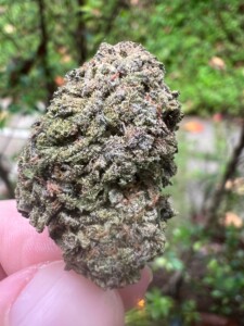 Close-up of a cannabis bud held in someone's fingers.