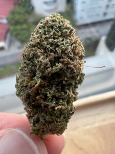 Close-up of a cannabis flower bud held between two fingertips.