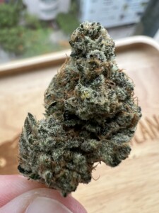 Close-up of a green cannabis bud.