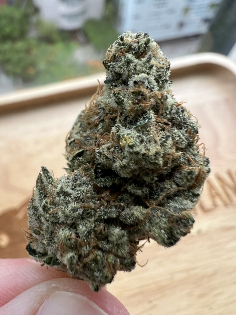 Close-up of a green cannabis bud.