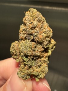 Close-up of a green and brown cannabis flower bud held in someone's fingers.