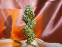 Cannabis flower bud held by tweezers at OH Dispensary, a weed shop in Khao San, Bangkok, Thailand.