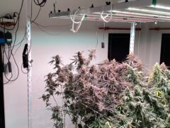 Indoor cannabis grow at Stone Face Koh Chang weed shop, Kai Bae, Thailand. Sativa & Indica flower.